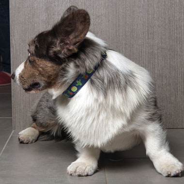 corgi with cactus-print collar, photo by lovedogandco.com